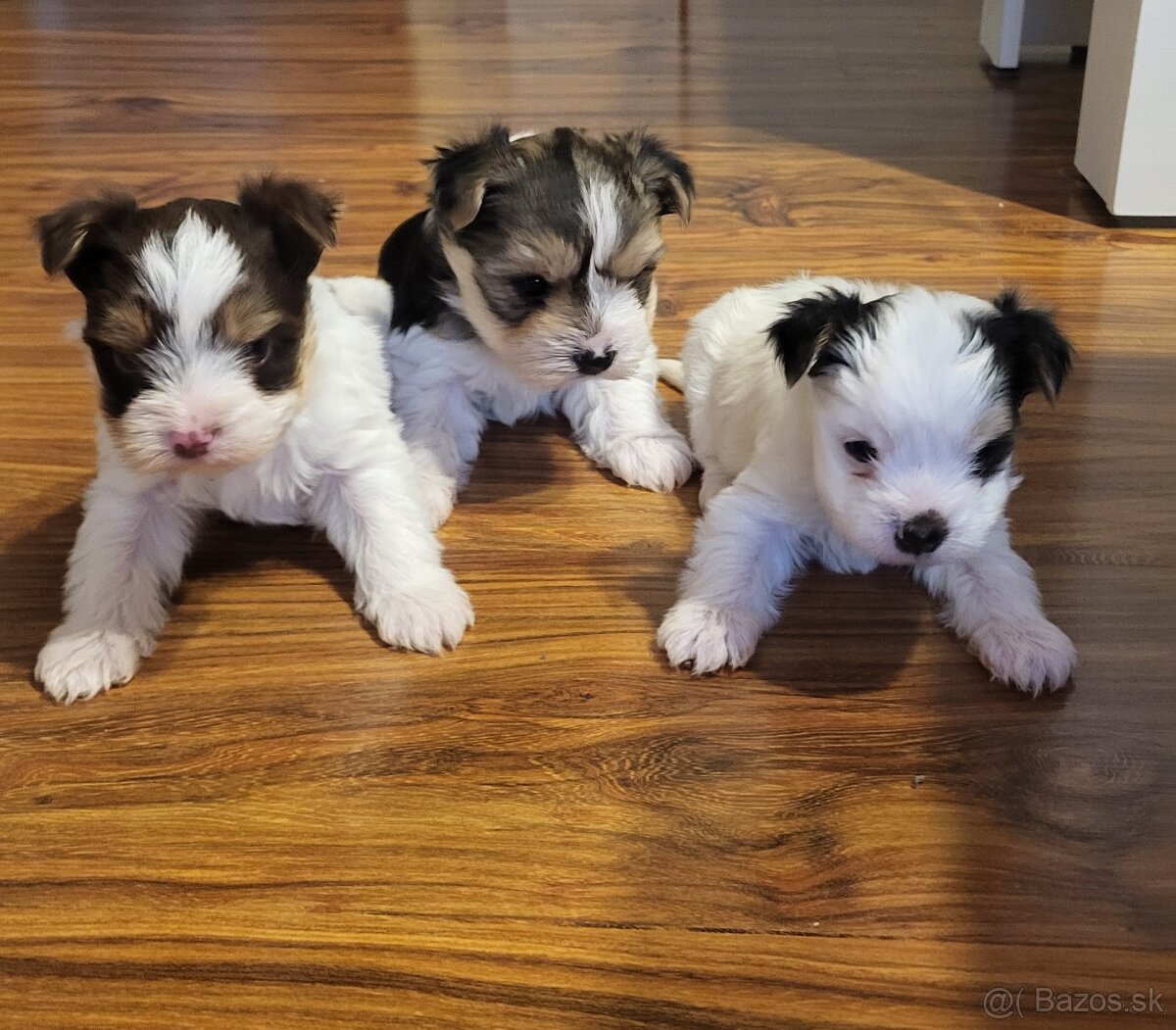 Yorkshire Biewer - 4