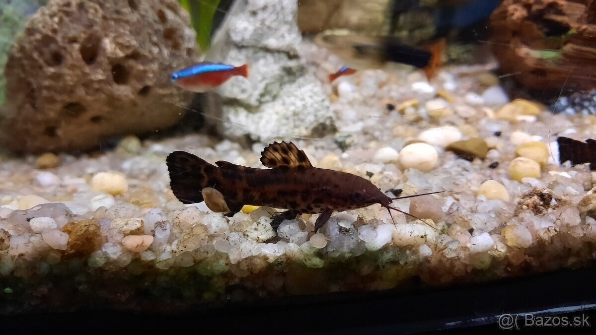 Synodontis a Pancierniček Trinidadský - Megalechis - 4