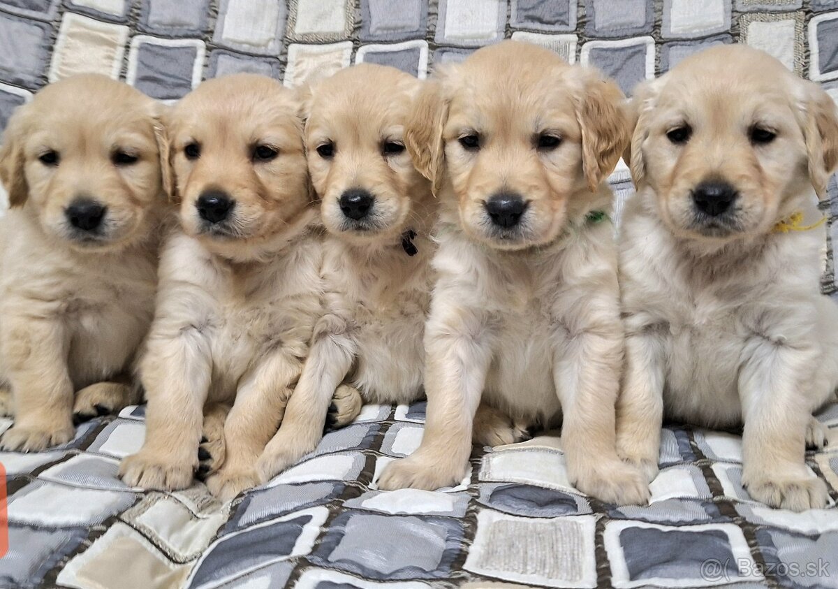 Predám Šteniatka Zlaty retriever-Golden retriever - 4