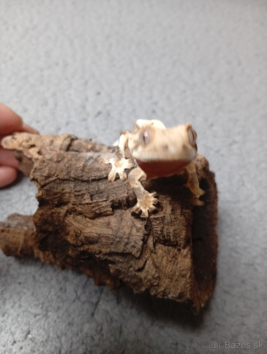 Pagekon riasnaty - 4