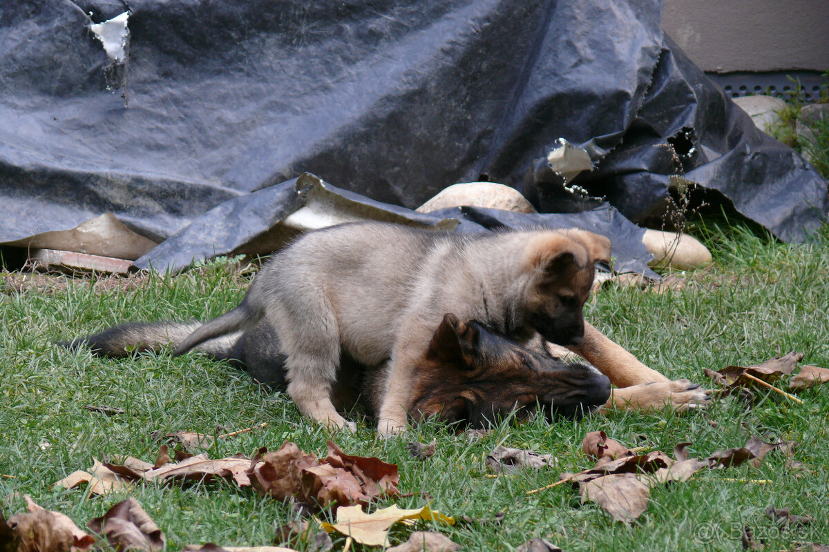 Nemecký ovčiak šteniatka - 4