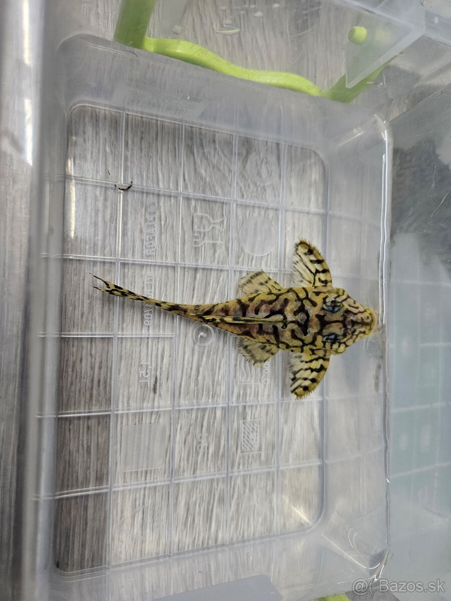 L 236 Super Yellow - chovné páry - 4