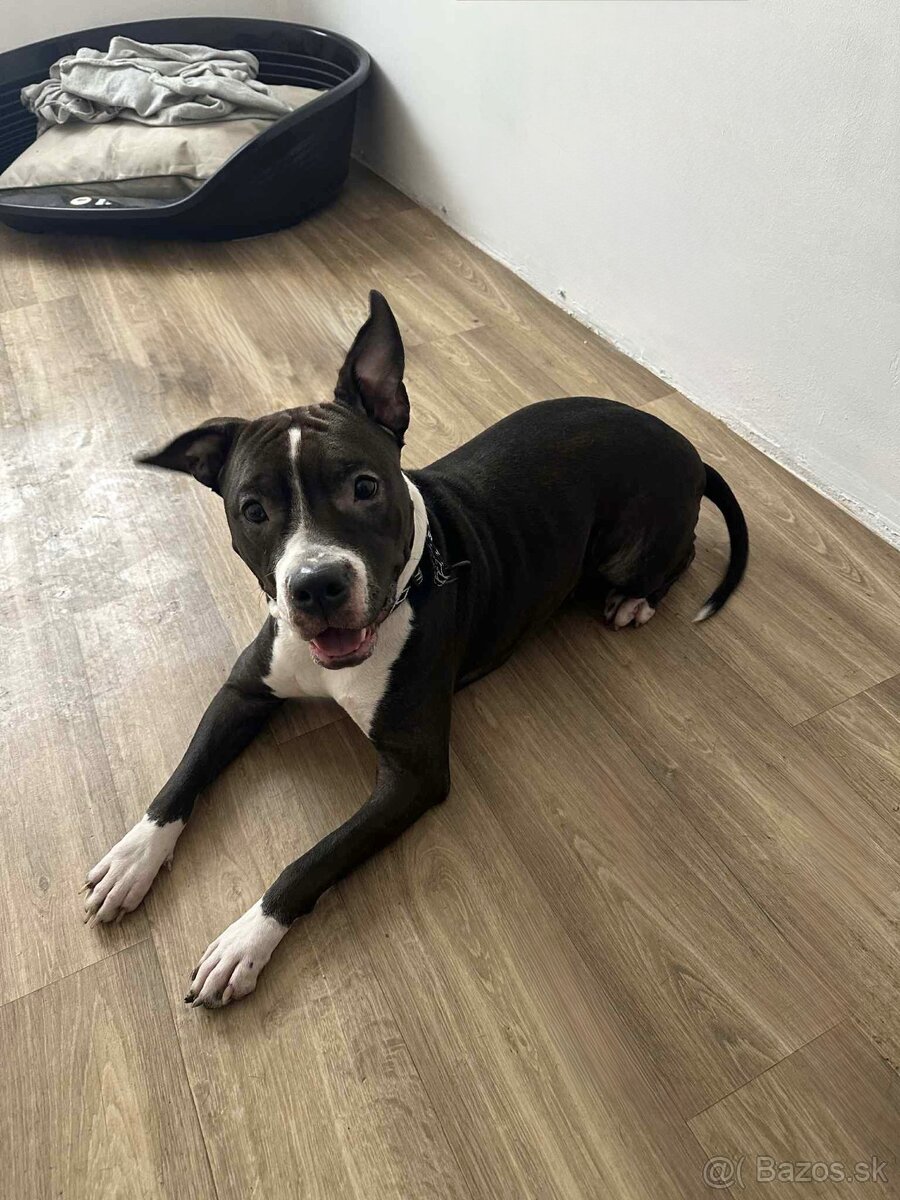 Americký stafordšírsky teriér s pp - 4