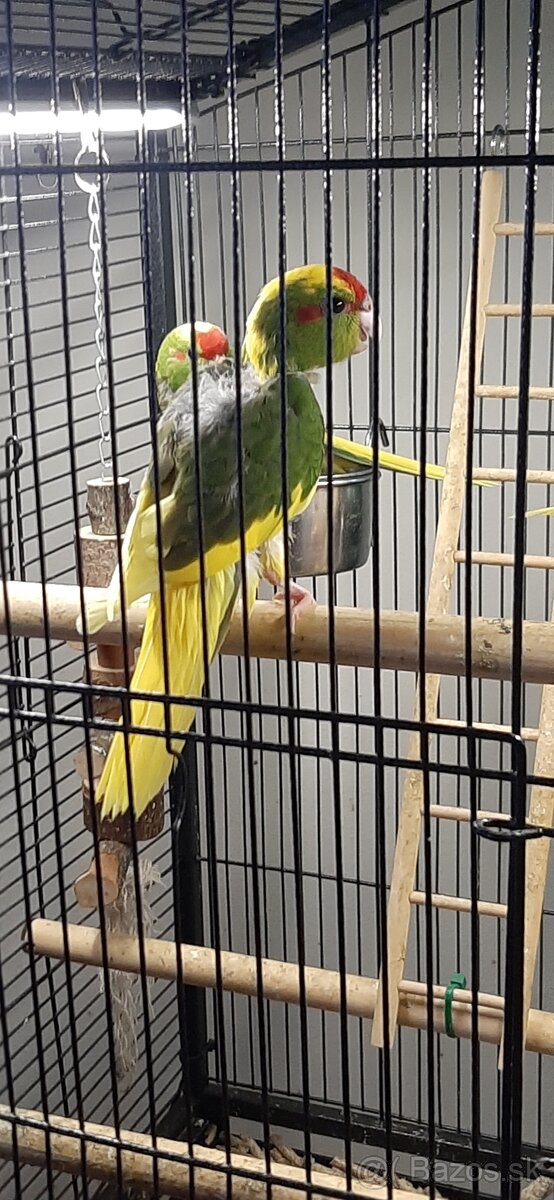 Predám mladé Kakariky - 4