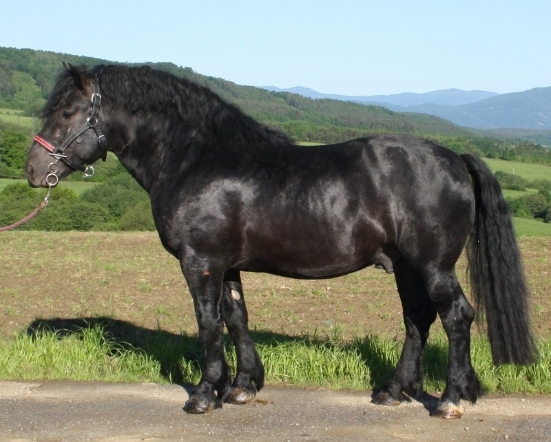 Kobyla Norik Muránsky 10 mesiacov - 4