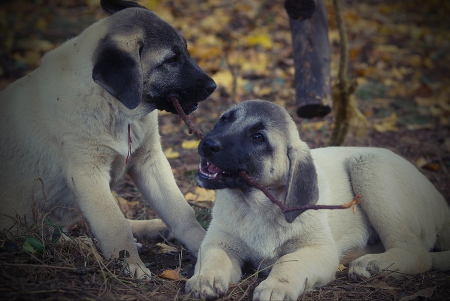 Kangal šteňatá, šteniatka k už odberu - 4