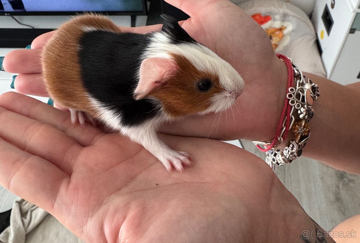 Morské prasiatka samička - 4