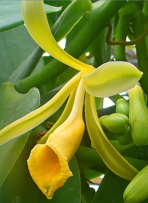 Vanilka voňavá - pravá, odrezky alebo rastliny - 4