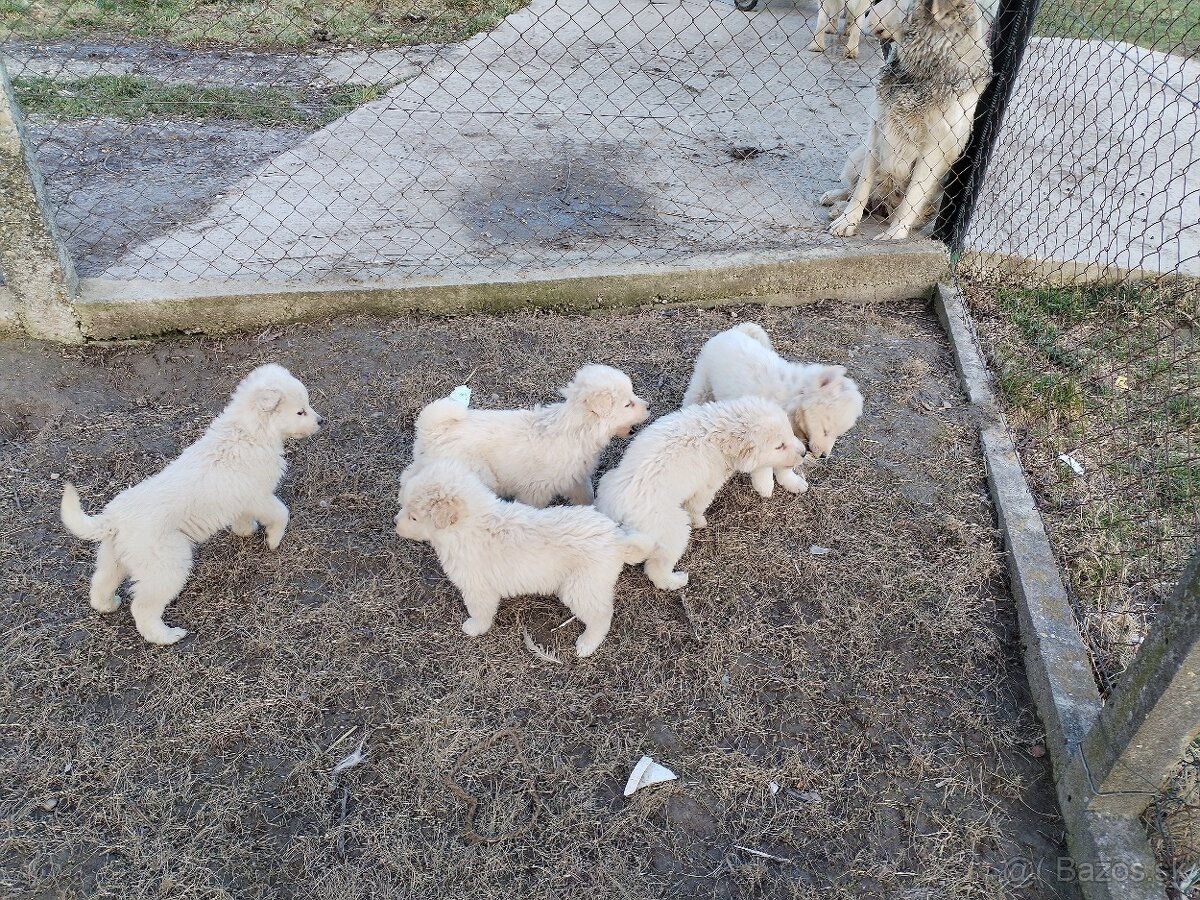 Slovenský čuvač - šteniatka - 4