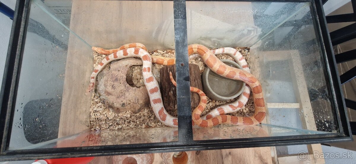 Užovky plus teraria na predaj - 4