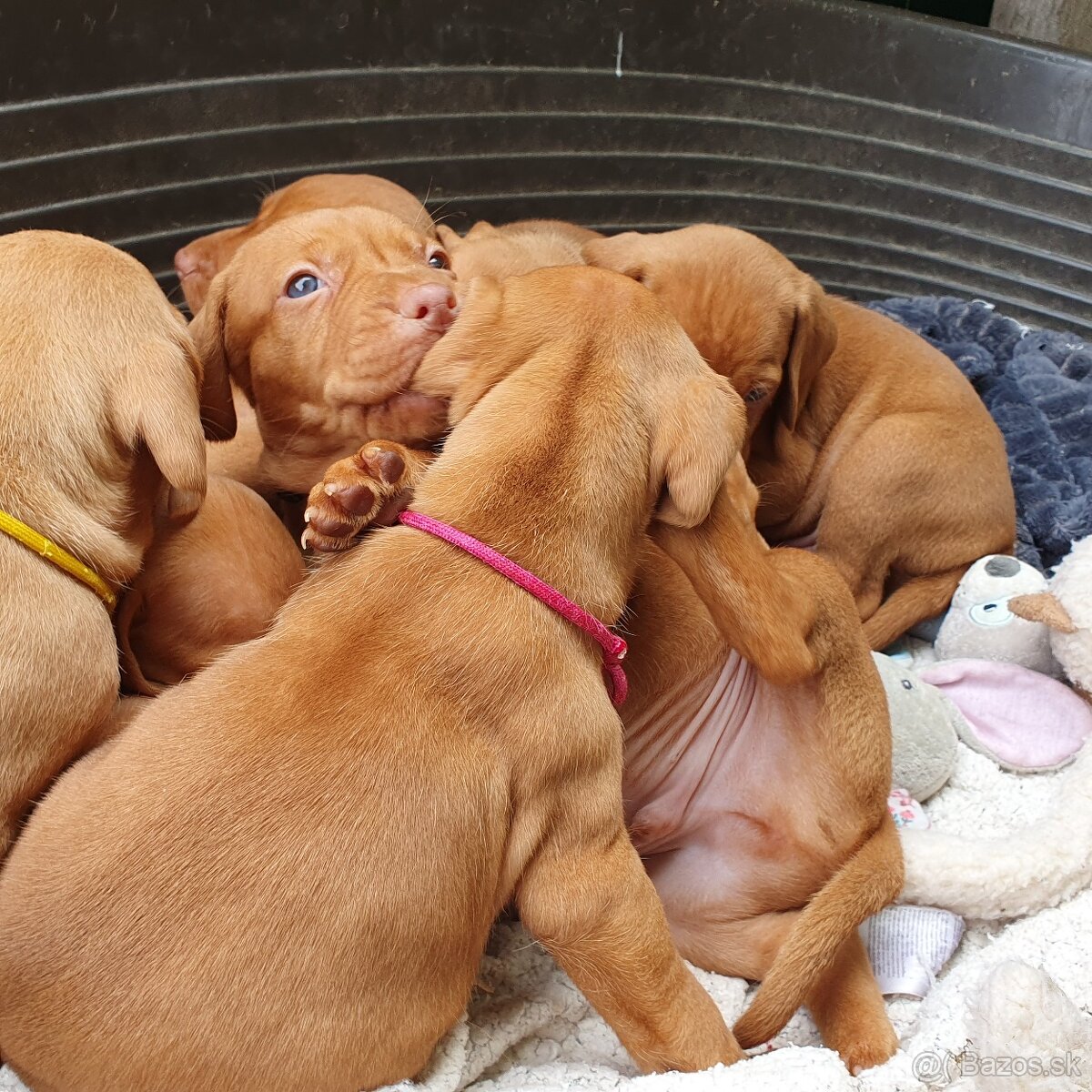 Maďarská vyžla s PP - 4