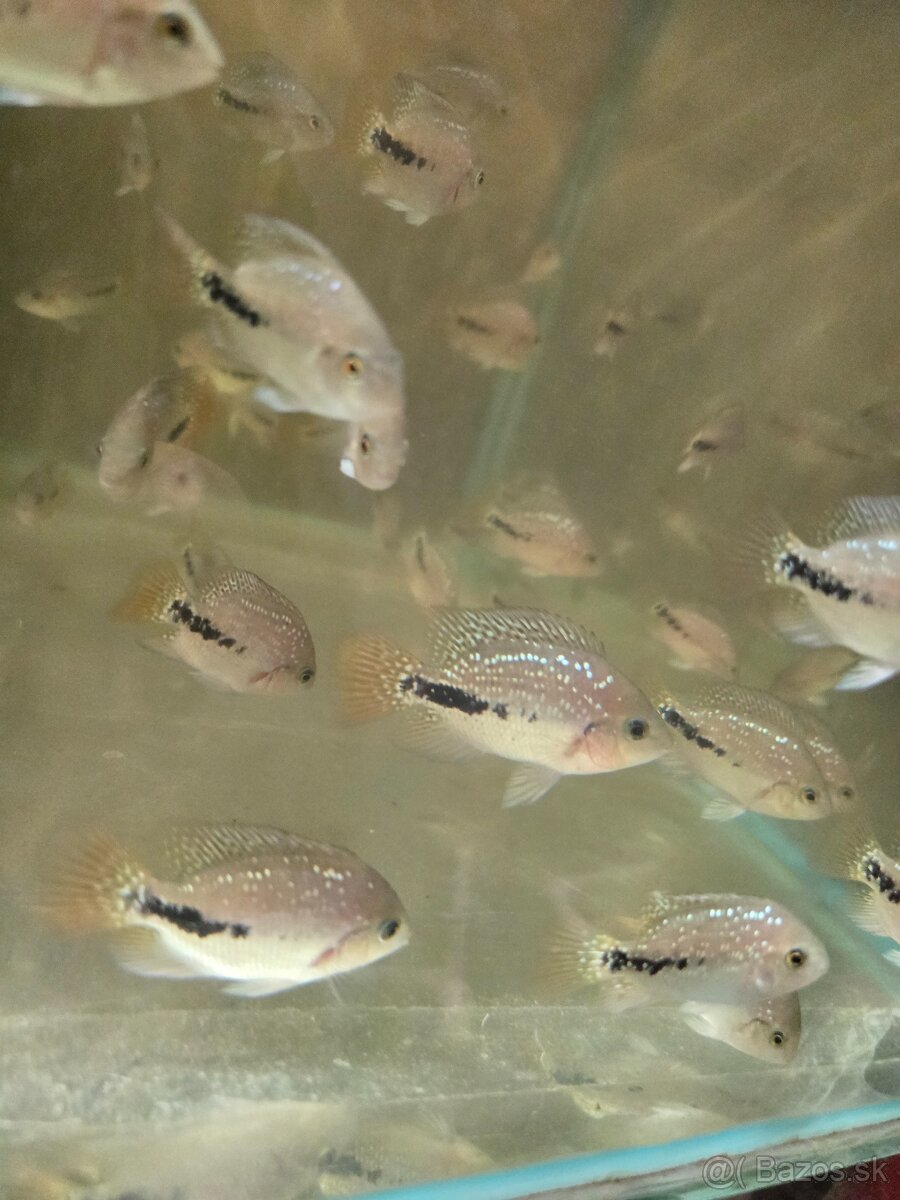 Vieja synspilum blue spotted - 4