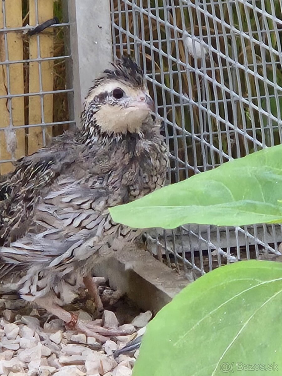 Prepelica viržinská - zlatá - strieborná - 4