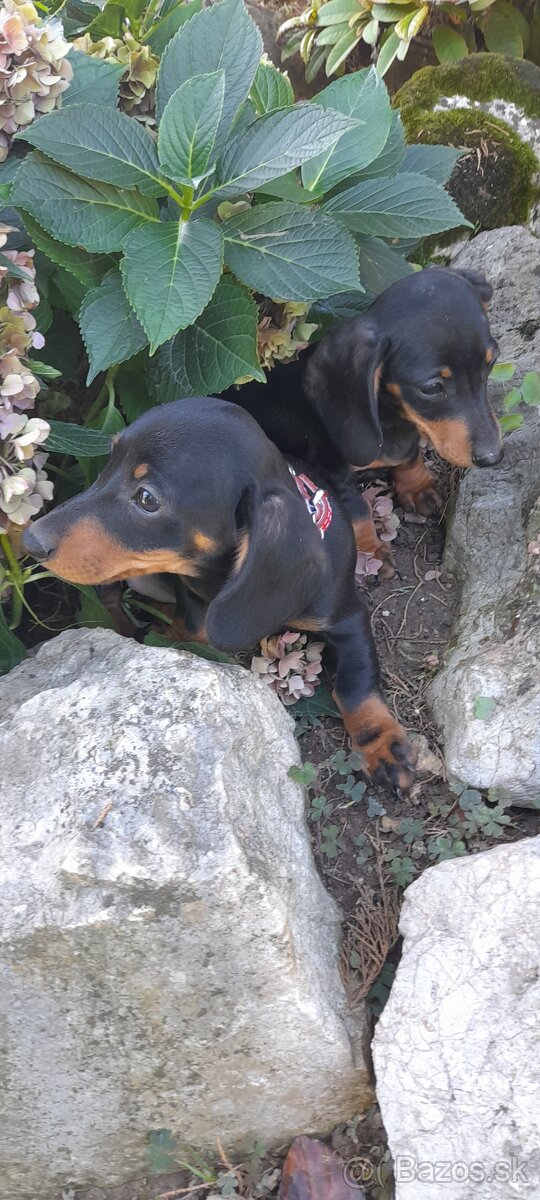 Jazvečík krátkosrstý merle - 4