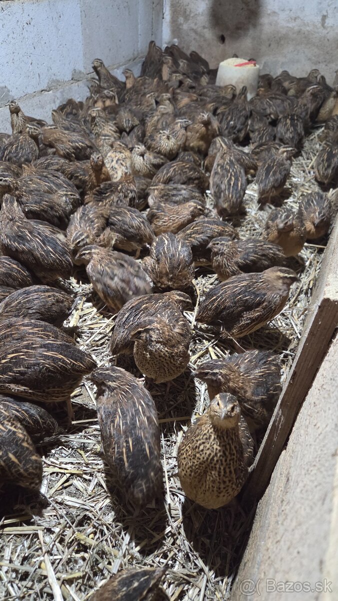 Japonské prepelice Faraon - 4