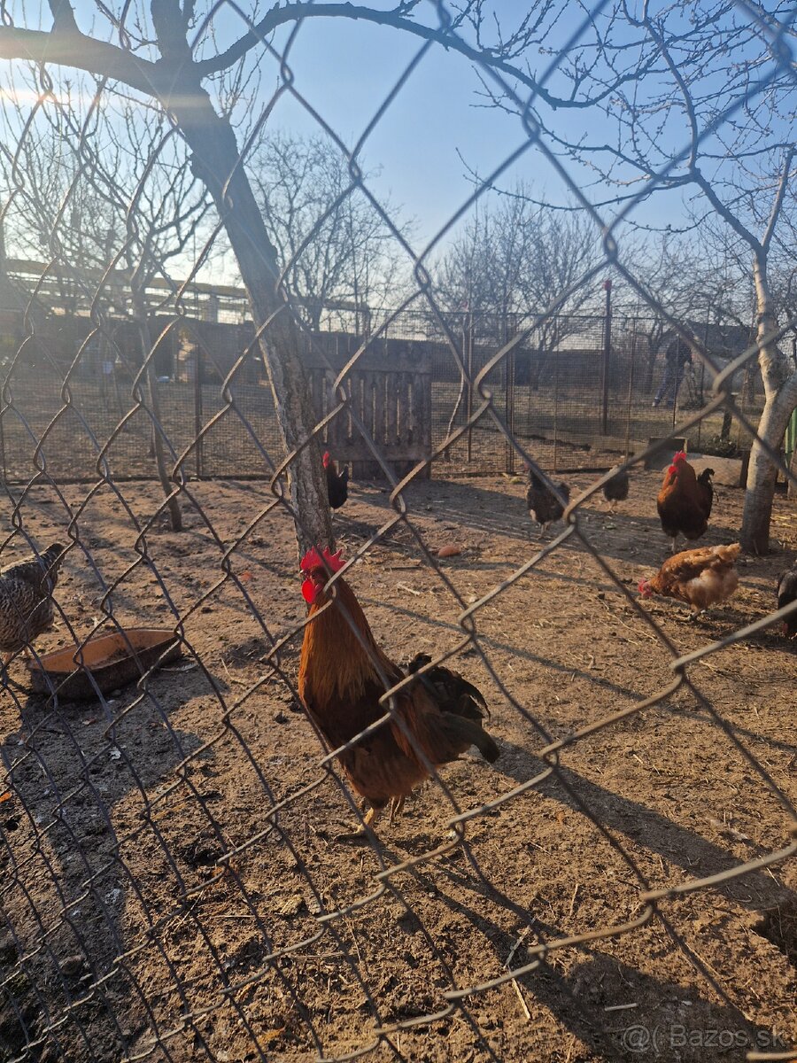 Predám kohúta Sereď - 4