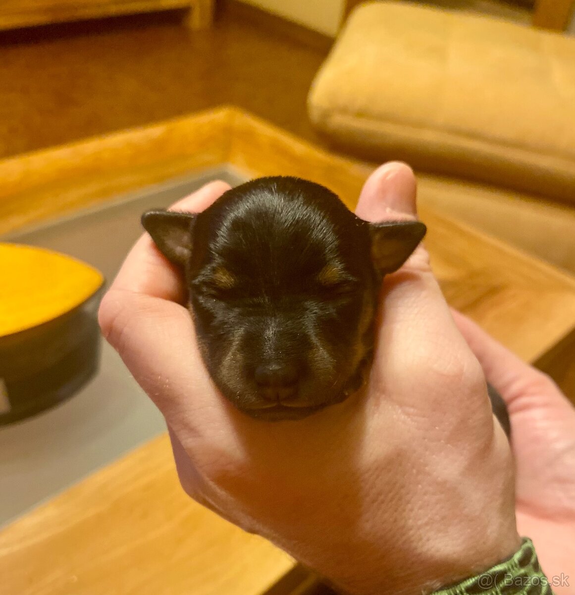 Srnčí ratlík x jack russel - 4