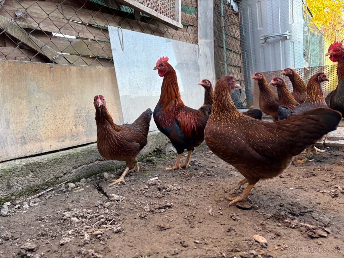 Zdrobnelé velsumky - 4