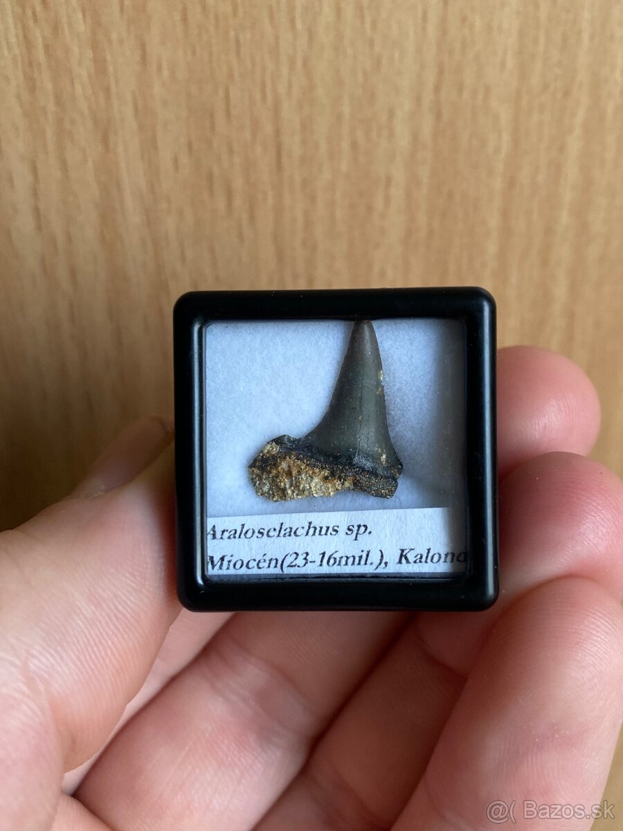 Fosílie žraločích zubov zo Slovenska - 4