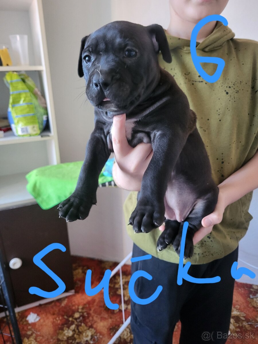 Americky Stafordšírsky terier steniatka. - 4