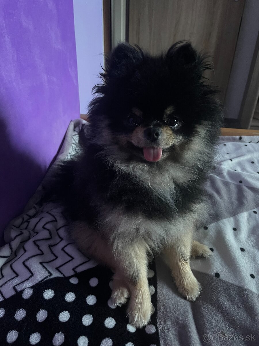 Pomeranian na krytie - 4