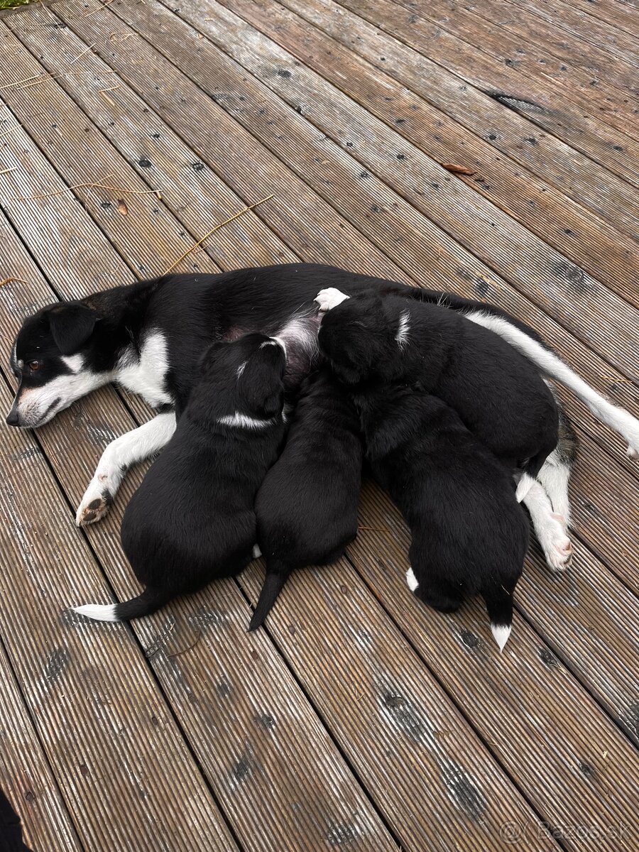 Dakujeme šteniatka - 4