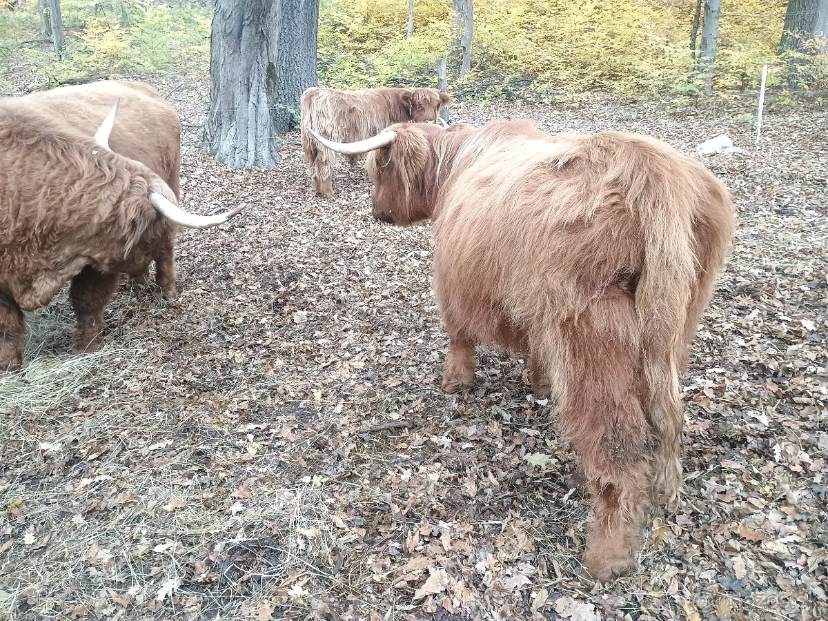 highland skotsky nahorny dobytok - 4