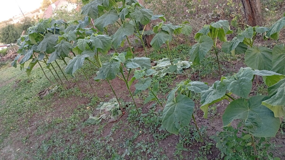 Paulownia Tomentosa - 4
