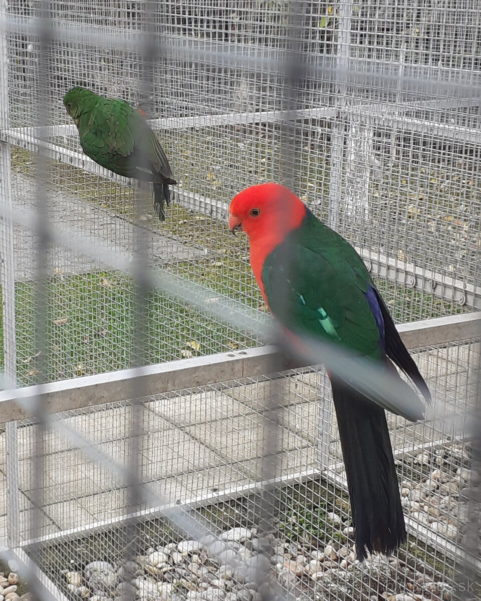 Papagáj kráľovský - 4