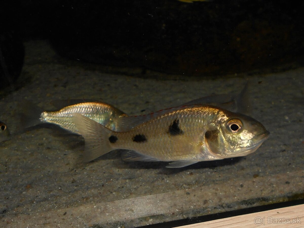 Africké cichlidy, Otopharynx Tetrastigma - 4
