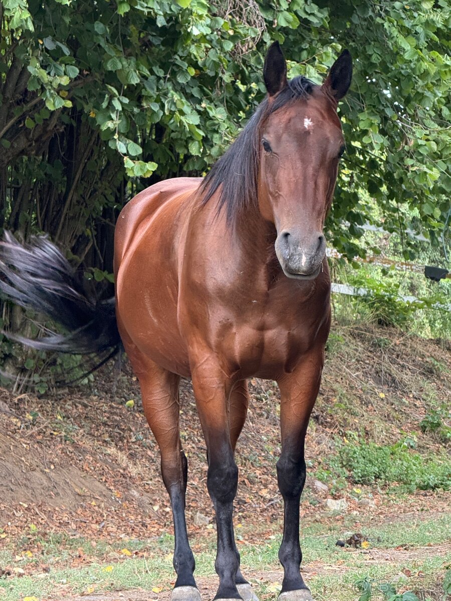 Quarter horse - 4