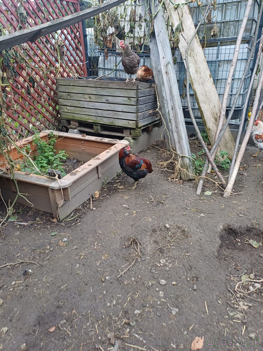 Kohúty araucana a cream legbar - 4