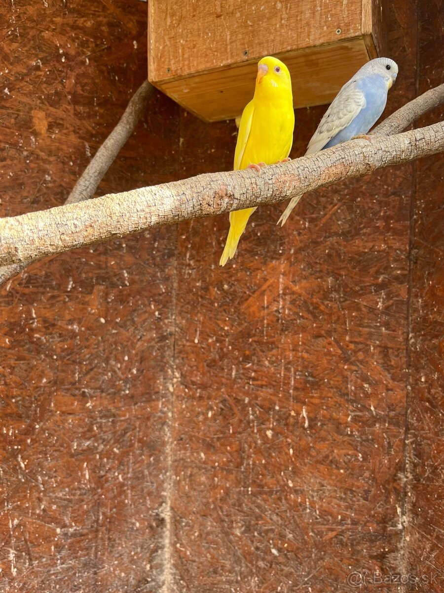 Andulky, korely, agapornis fischer - 4