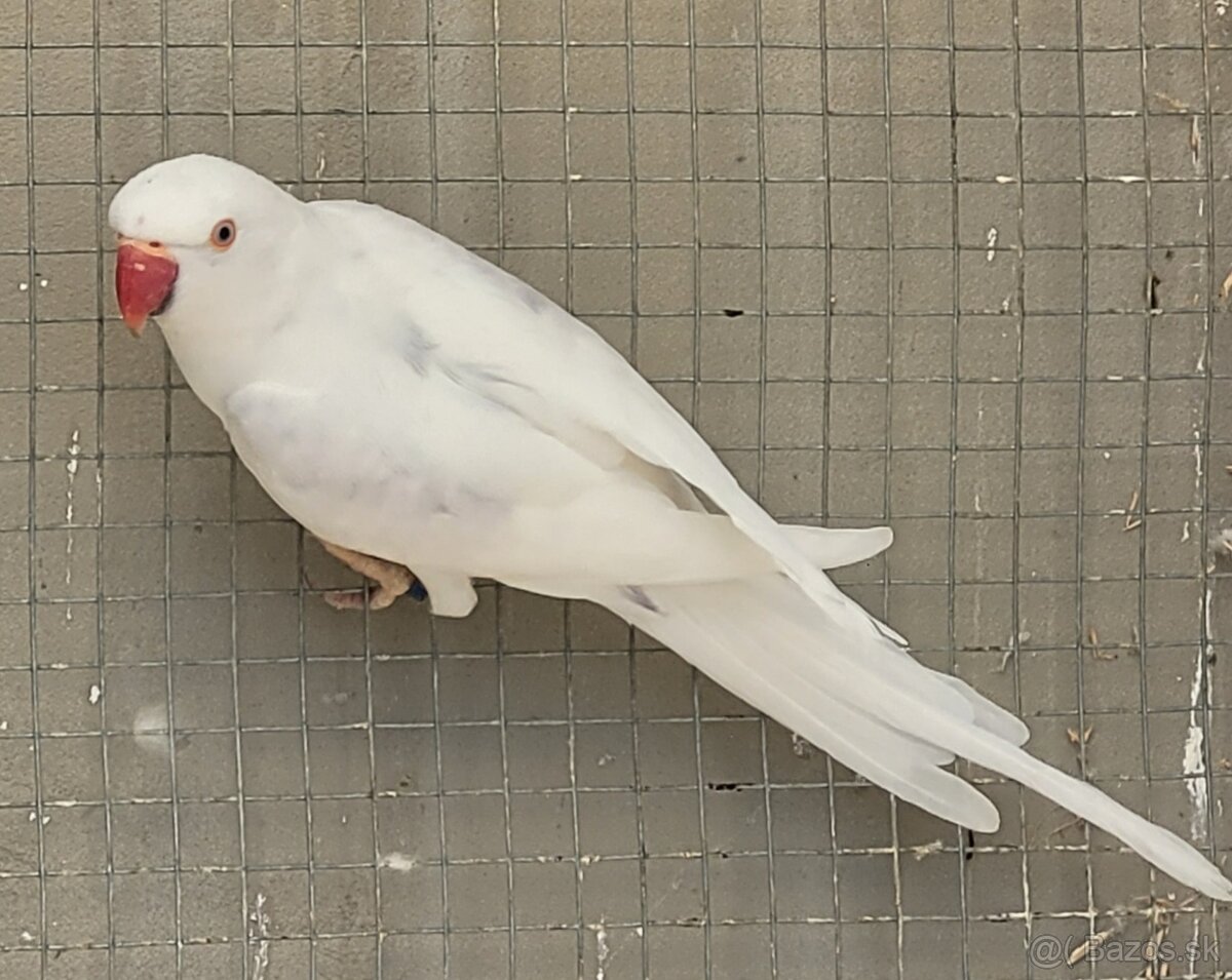 Alexander malý. - 4