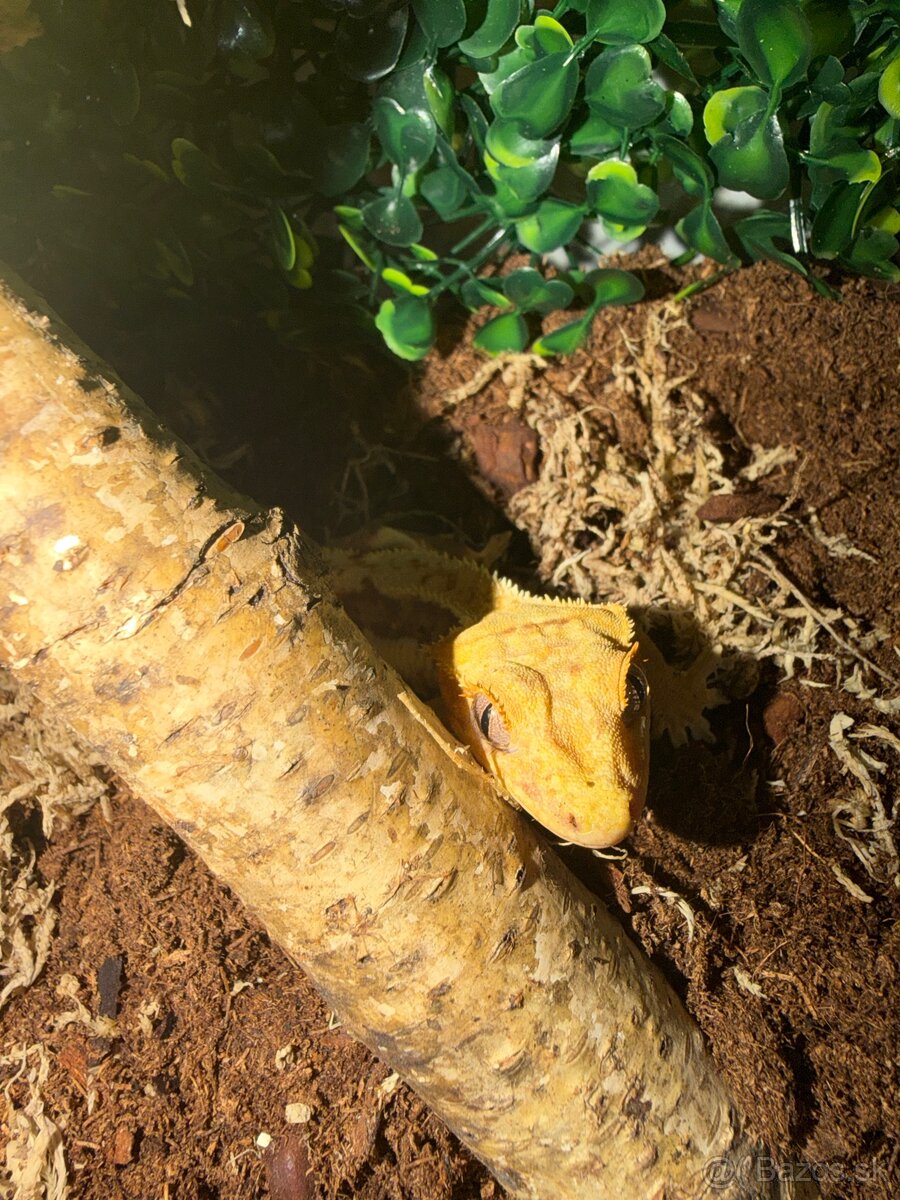 Terárium + Pagekon - 4