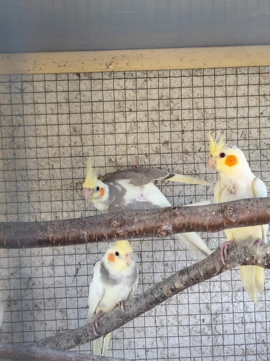 Korela chocholata - 4