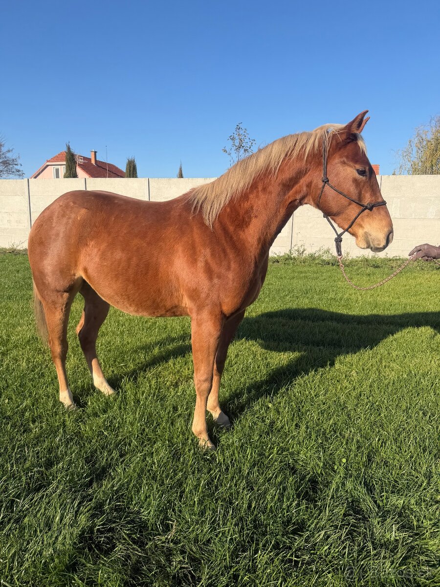 Predám QH žrebca - 4