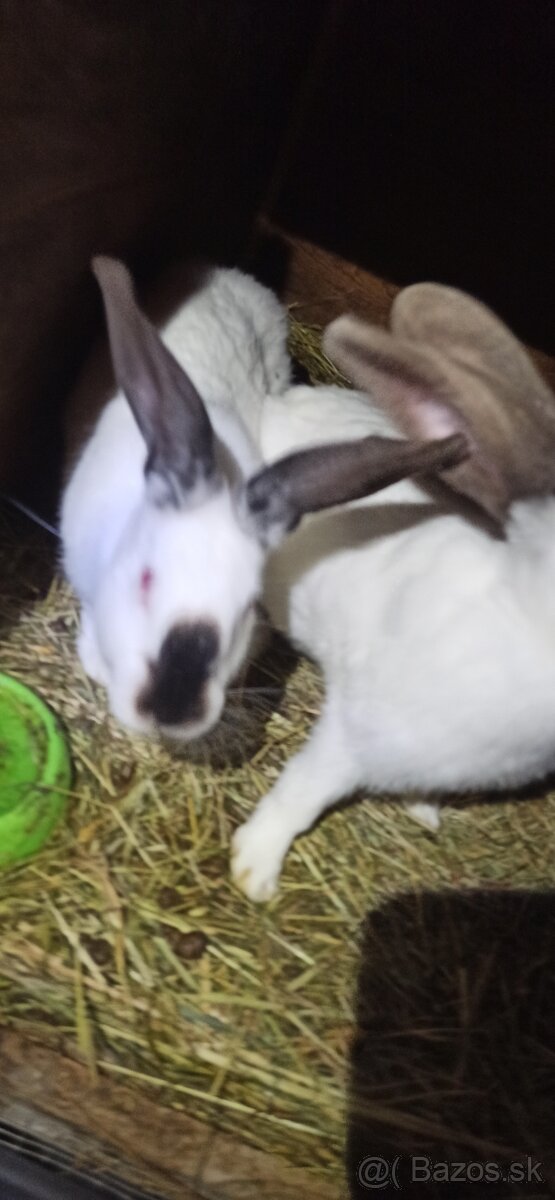 Predám králiky 4 mesačne - 4