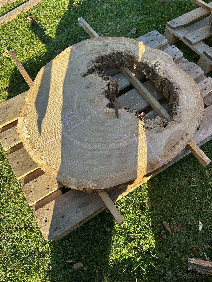 Vysušené dubové koláče / priečne rezy, dub - 4