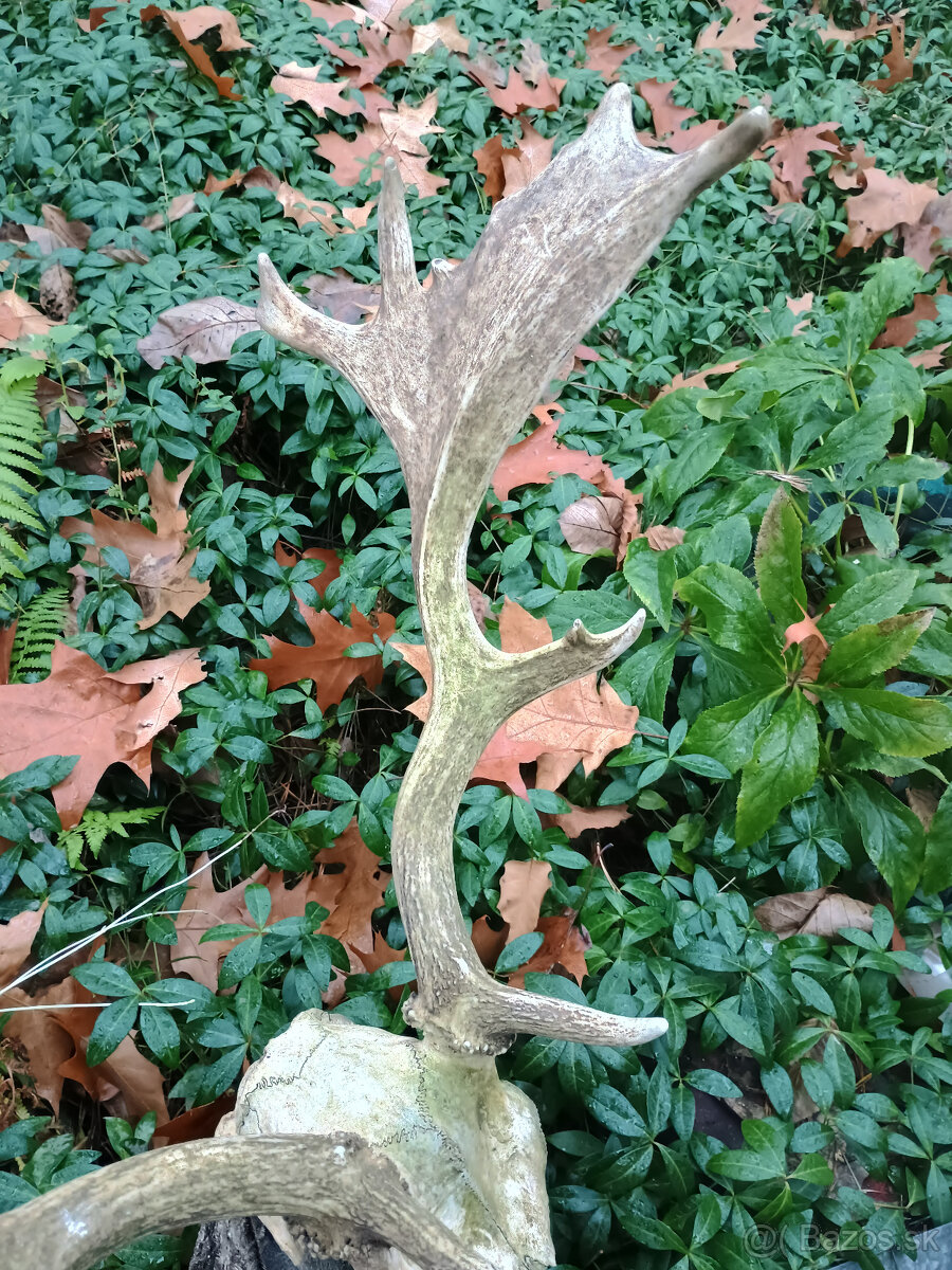 Parohy, zhody, trofej - aj výmena za včelársku literatúru - 4