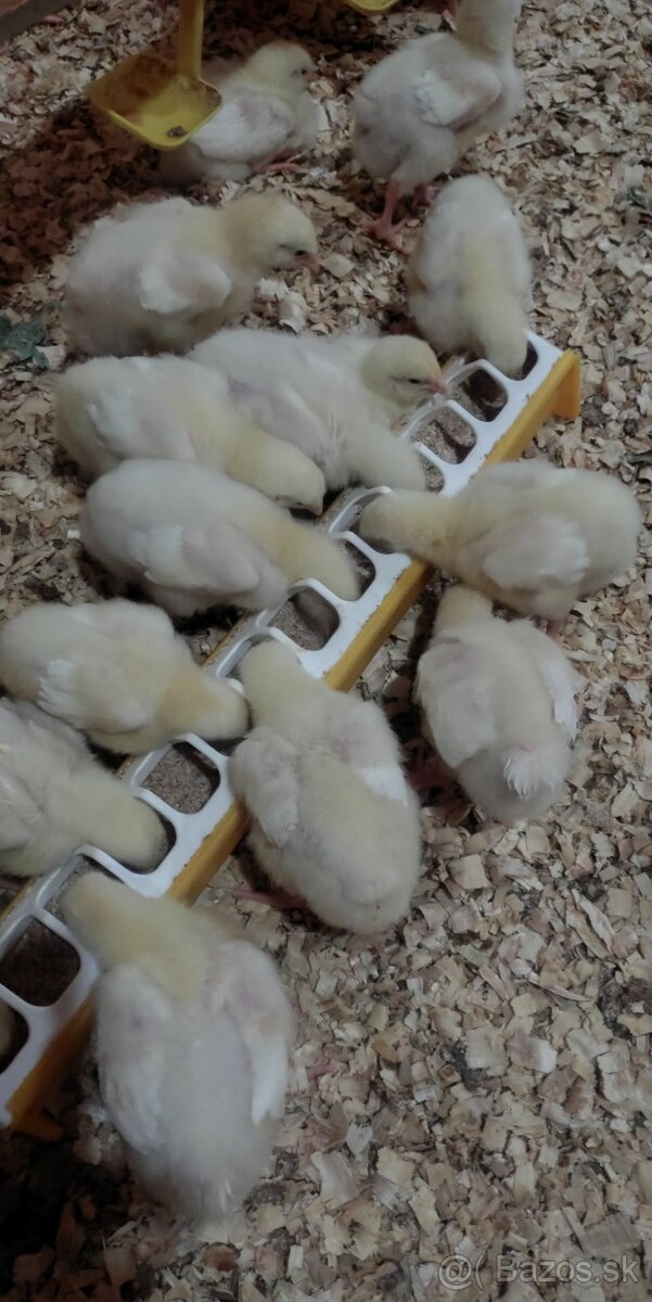 Brojlerové kurčatá - 4