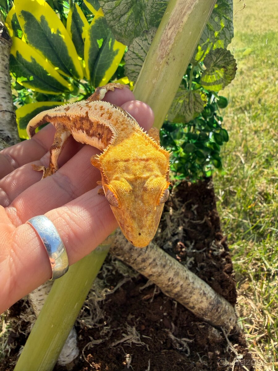 Terárium + Pagekon riasnatý Crested gecko - 4