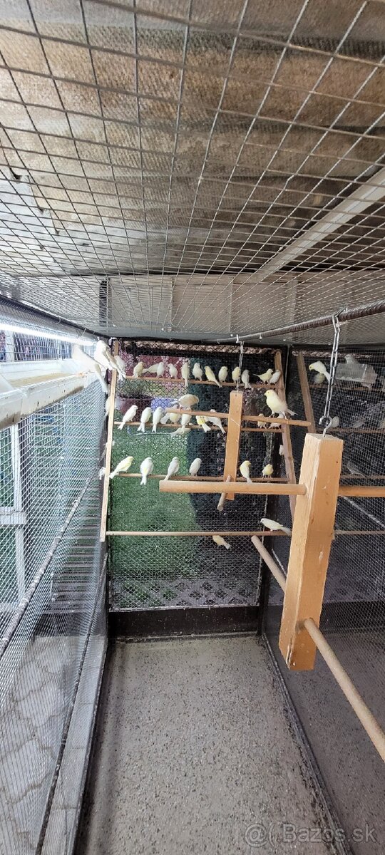 Kanáre kanáriky - 4