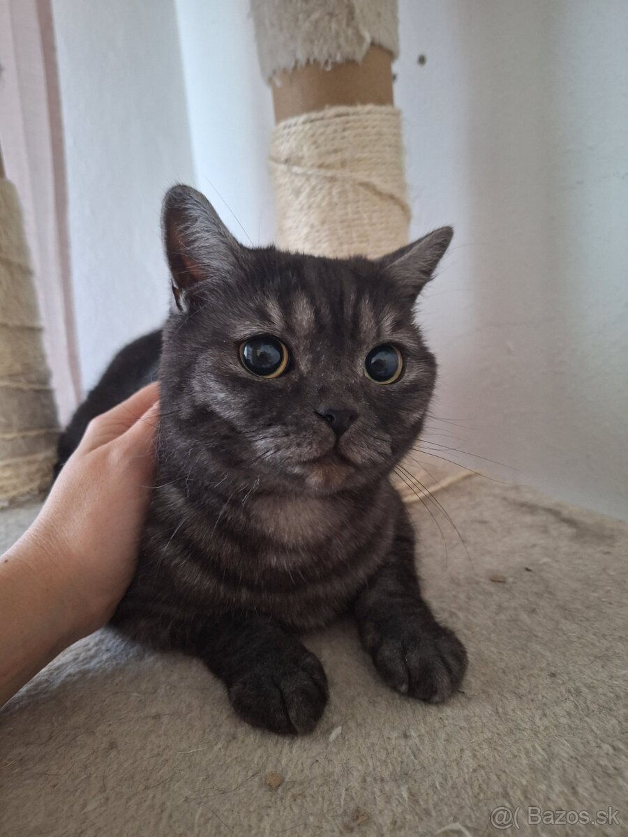 Britská mačička čierna - 4