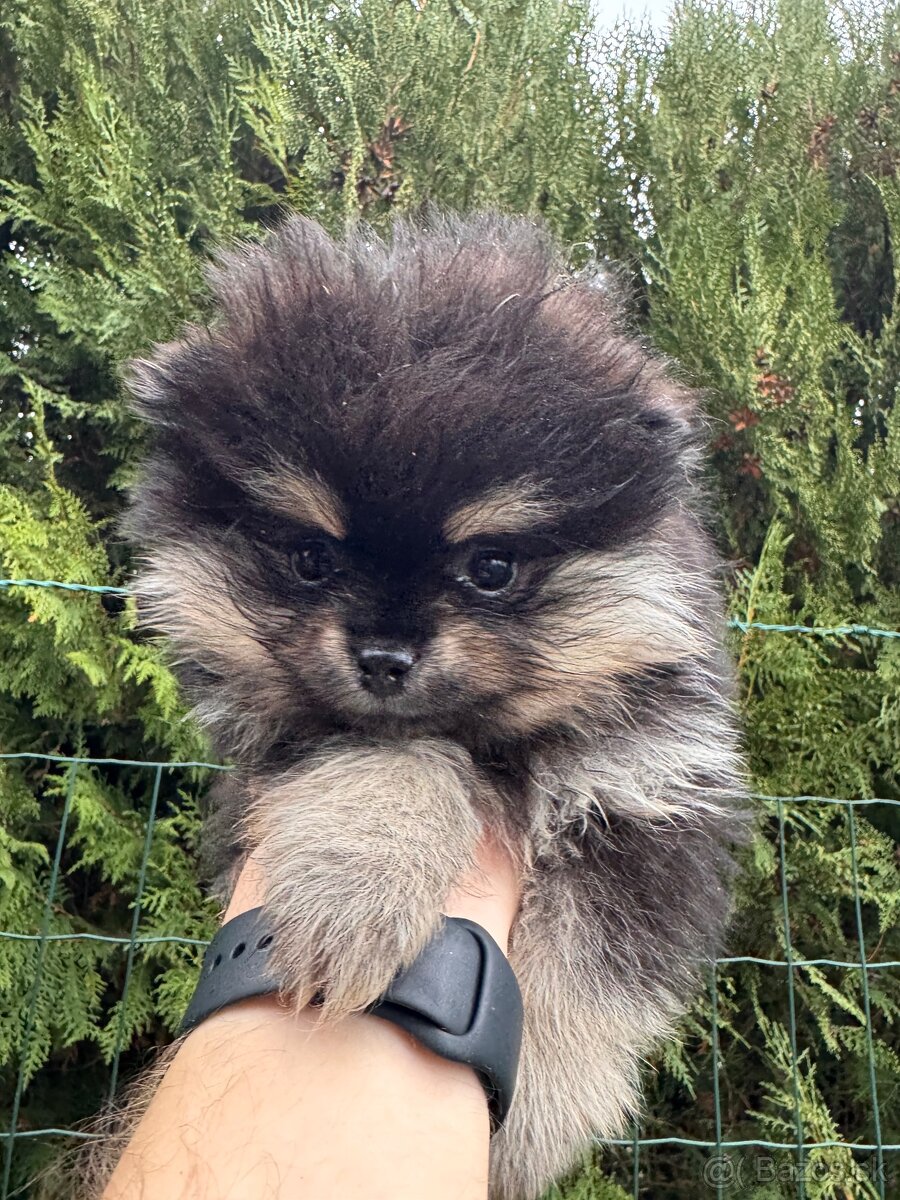 Špic Pomeranian čierno pálený fenka - 4