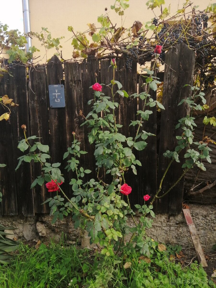 Červené ruže kríčkové - 4