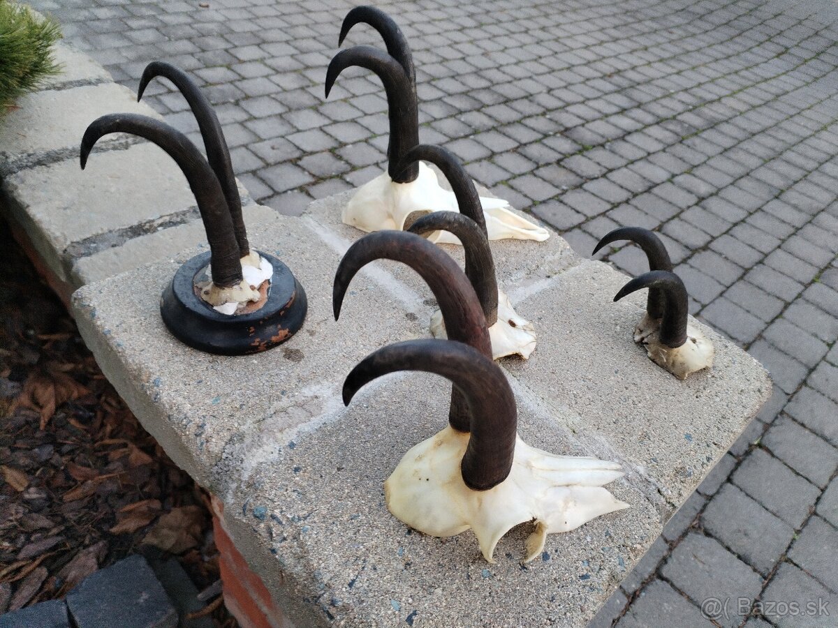 Trofeje kamzikov - 4