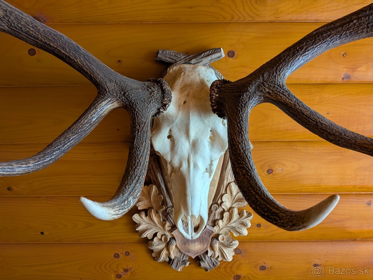 Zhody,parohy,parožie, trofej - 4