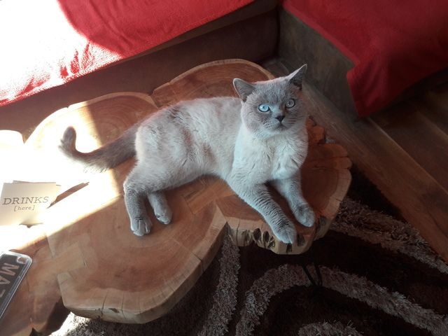 Hotel pre mačky - 4