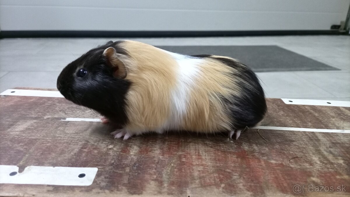 Morské prasiatko - 4